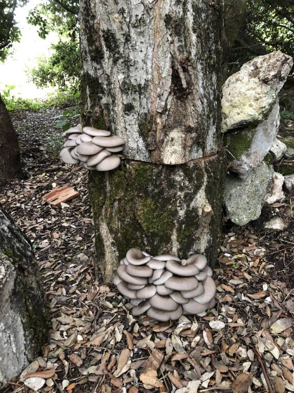 Mise en place d'une champignonnière sur bûches