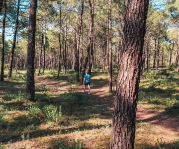 Côté forêt sur l'île d'Oléron