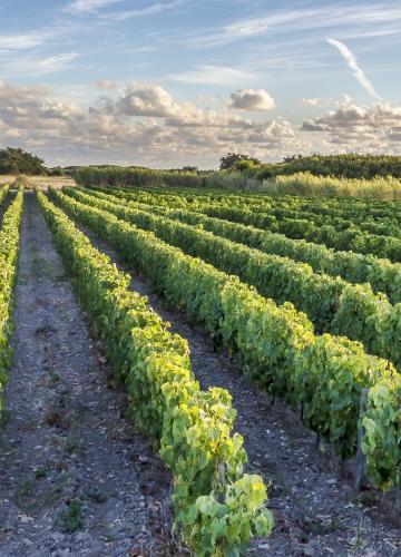 De Weinrebe a Glas en la isla de Oléron