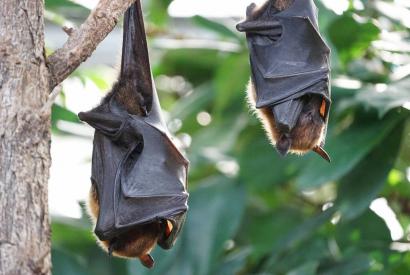 Chauve-souris, qui es-tu Du 22 au 31 oct 2024