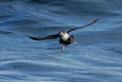 Rencontre "La migration des oiseaux" avec la Ligue de Protection... Le 4 oct 2024