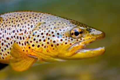 Concours de pêche à la truite Le 1 déc 2024