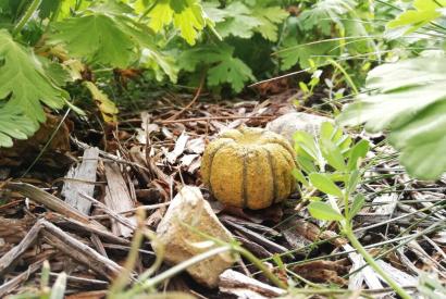 Atelier 4-6 ans : Bombes citrouille - Spécial Halloween