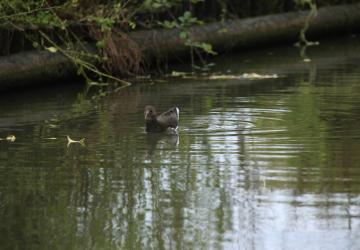 La visite guidée du Marais aux Oiseaux_Dolus-d'Oléron