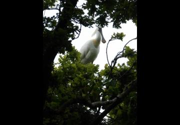 La visite guidée du Marais aux Oiseaux_Dolus-d'Oléron