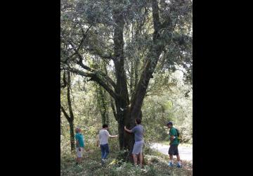 Alisson Meric - Massothérapeute - Guide bains de forêt_Saint-Pierre-d'Oléron