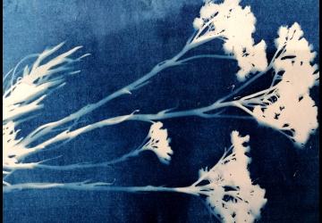 Atelier 4-6 ans : Cyanotype