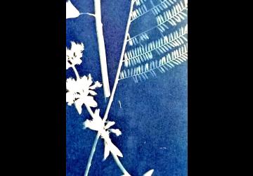 Atelier 4-6 ans : Cyanotype