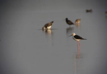 Reserve-Moeze-Oleron-LPO-Echasse