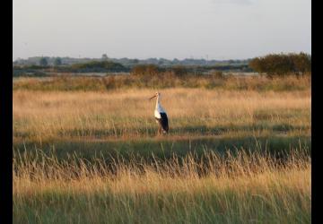 Reserve-Moeze-Oleron-LPO-Cigogne blanche