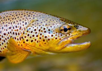 Concour de pêche à la truite