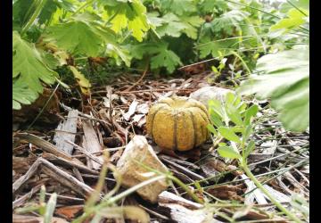 Atelier 4-6 ans : Bombes citrouille - Spécial Halloween