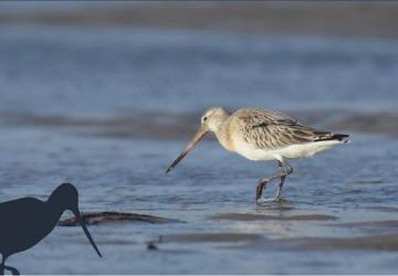 Exposition "Les oiseaux limicoles des Pertuis Charentais" par la LPO_Saint-Denis-d'Oléron