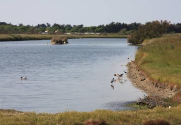 LE MARAIS PAPINEAU_Saint-Denis-d'Oléron