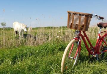 Le P'tit Brouage - Meublé_Marennes-Hiers-Brouage