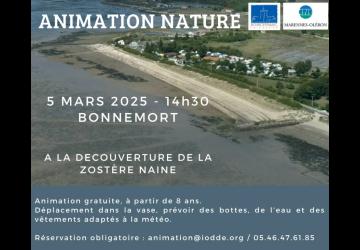 Animation nature : à la découverte de la zostère naine_Bourcefranc-le-Chapus