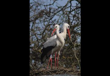 Cigogne Blanche MAO